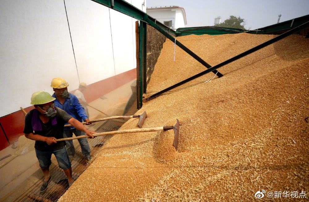 我國夏糧生產(chǎn)再獲豐收！總產(chǎn)量14281萬噸 比去年增0.9%
