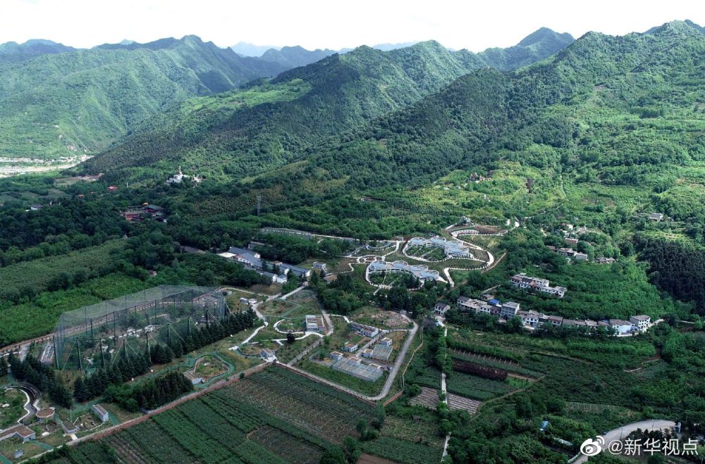新华视点微博|2020年首只秦岭大熊猫宝宝诞生 秦岭大熊猫家族实现四世同堂