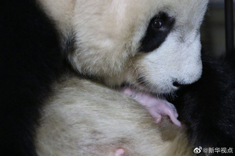 新华视点微博|2020年首只秦岭大熊猫宝宝诞生 秦岭大熊猫家族实现四世同堂