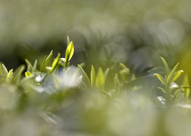 这是4月2日在湖北省宣恩县"伍家台贡茶"茶园拍摄的茶叶新芽.