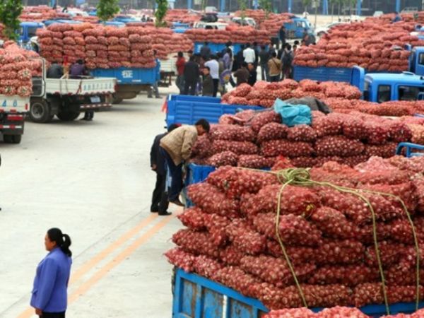 邳州55万亩大蒜进入集中收获期,亩产总产双增