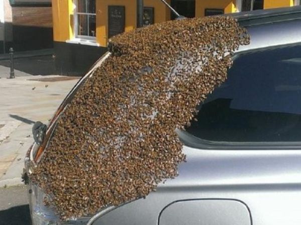 蜂后被困车内  2万蜜蜂 为救驾 围攻汽车 