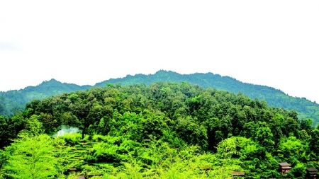 “茶旅”结合激活黎平革命老区经济