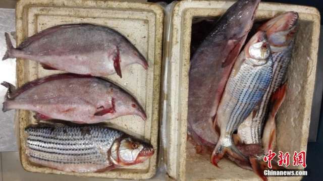  重庆 检验检疫部门 截获 6条 冰冻  怪鱼 