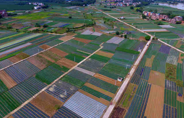 俯瞰百色市田东县祥周镇中平村的蔬菜种植基地(2015年11月13日摄).