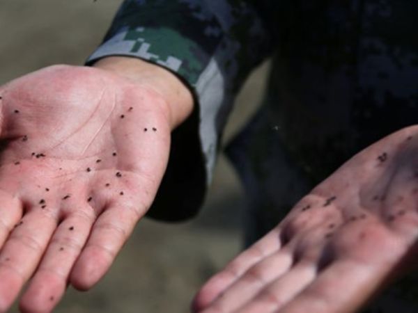  蚊虫王国  巡逻兵 :一掌拍死50多只蚊子