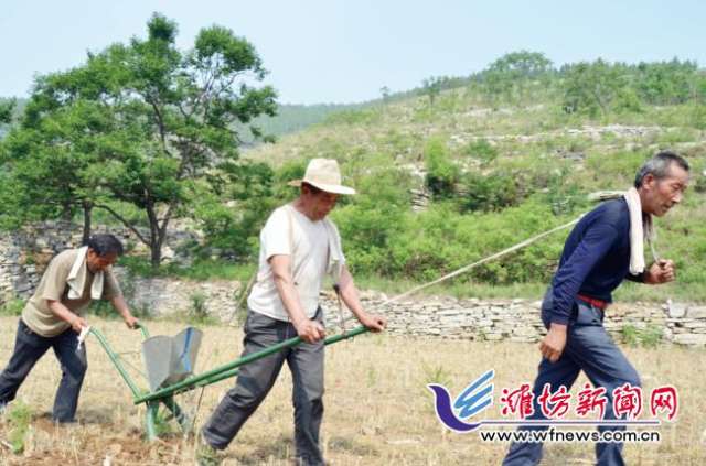 临朐小伙马云强承包荒山 带动全村经济发展