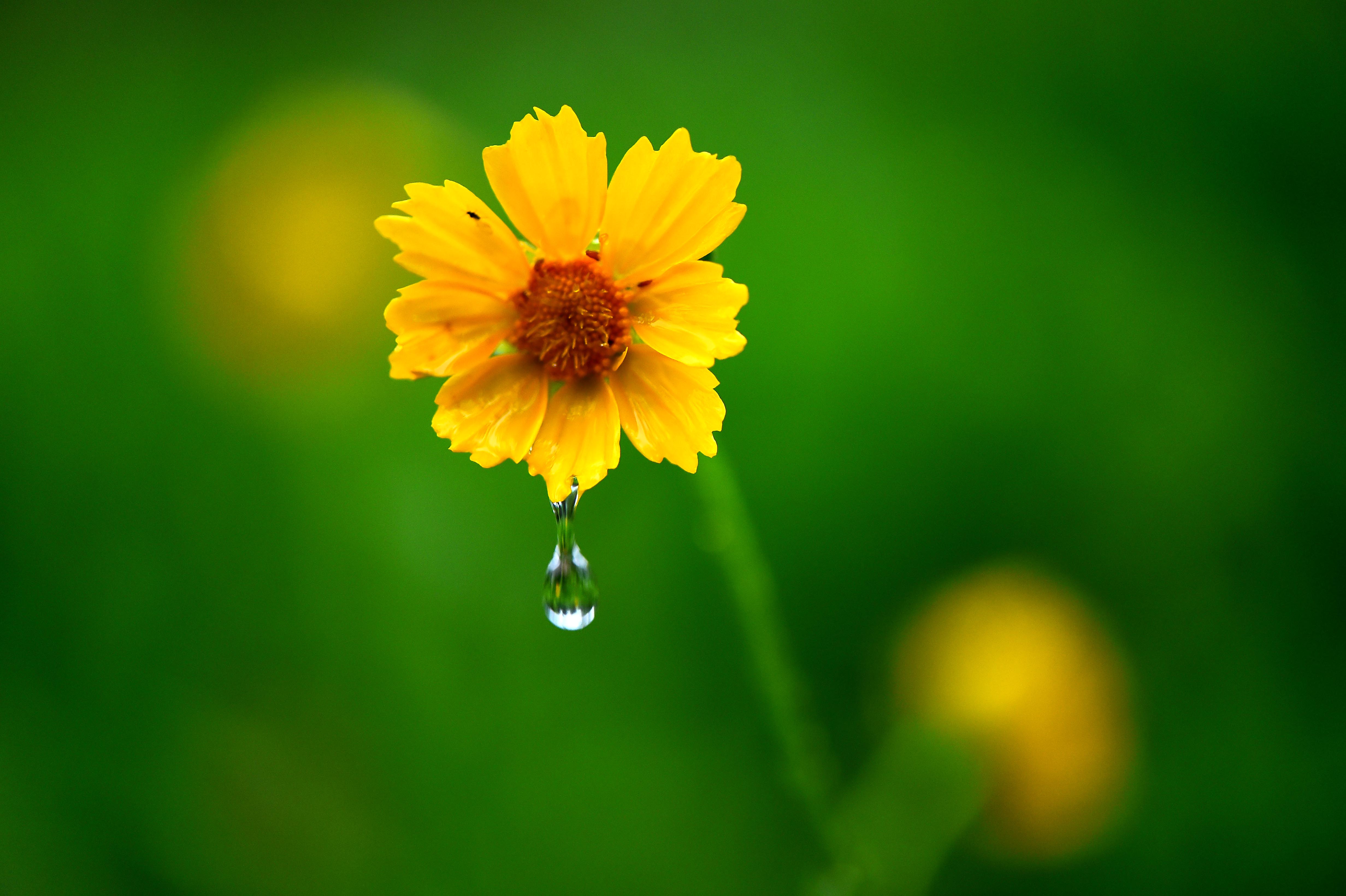 9月7日,在山东省青州市云门山植物园,晨露从一花朵上滴落.