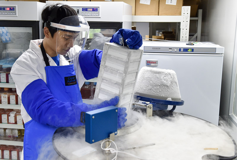 8月10日，工作人员将人源组织细胞样本放入-196℃的液氮中保存。新华社记者 毛思倩 摄