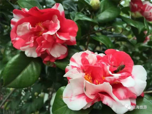2万人登高迎新年!西樵山花香美景醉倒八方客