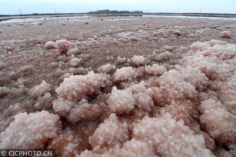 ↑1月11日在山西运城盐湖拍摄的粉红色“镁花”景观。CICPHOTO/薛俊 摄 ↑1月11日在山西运城盐湖拍摄的粉红色“镁花”景观。CICPHOTO/薛俊 摄