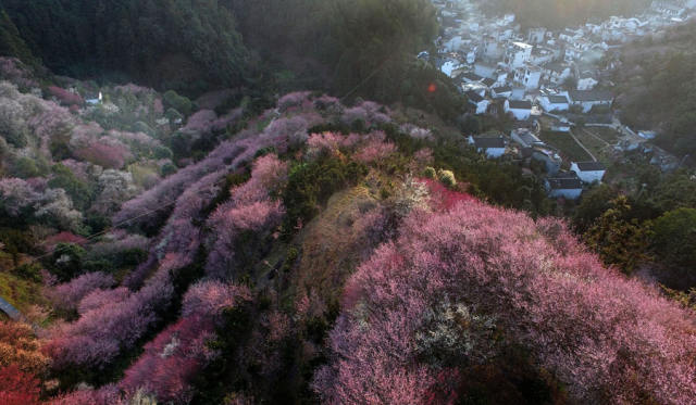 2月5日拍摄的卖花渔村红遍山野的梅花. 新华社记者陶明摄