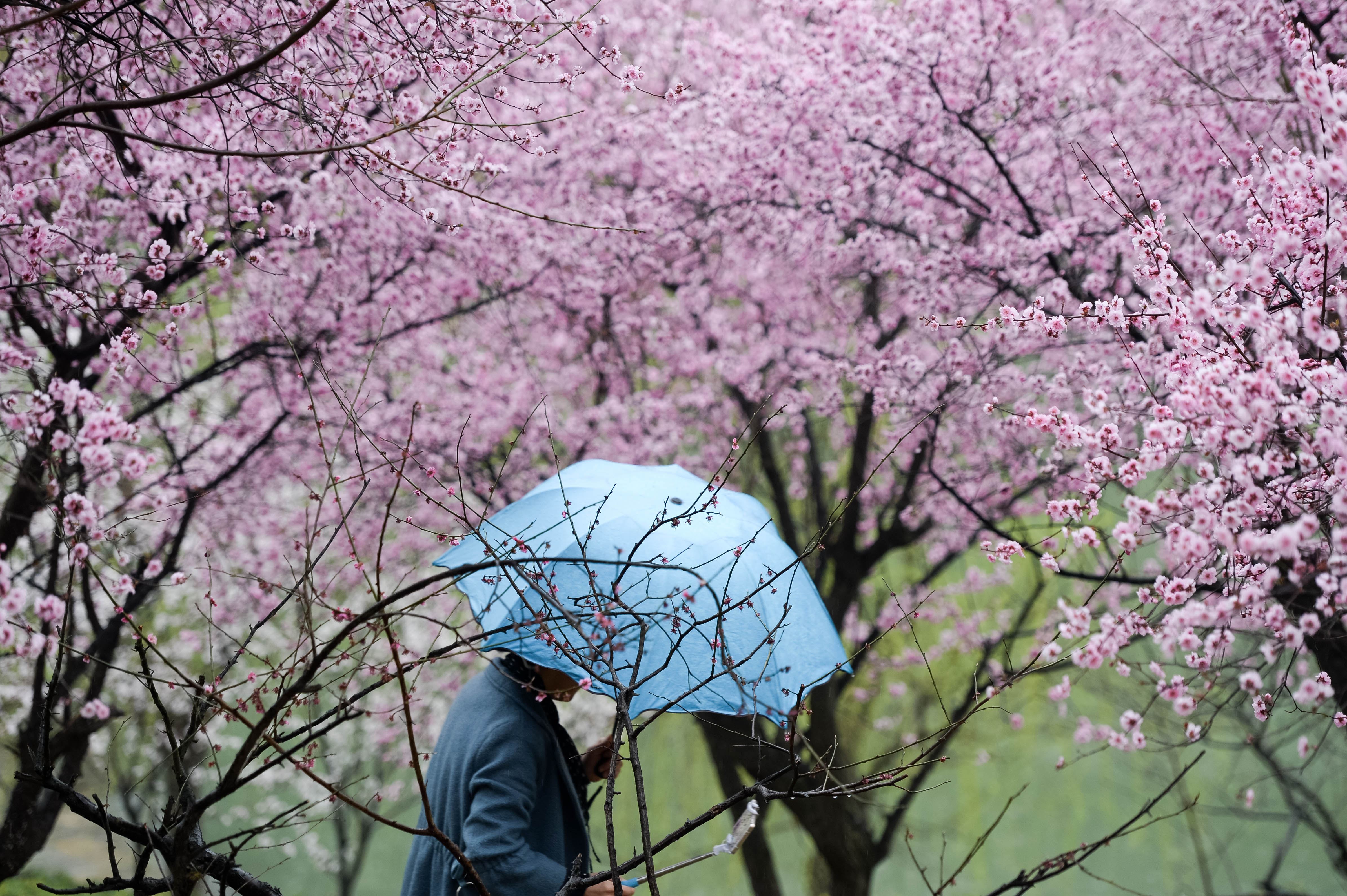 雨中赏梅