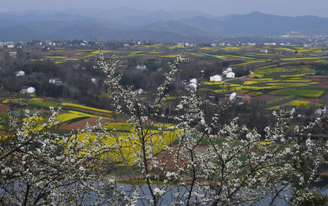 3月20日航拍的汉中市洋县油菜花海. 新华社记者陶明摄