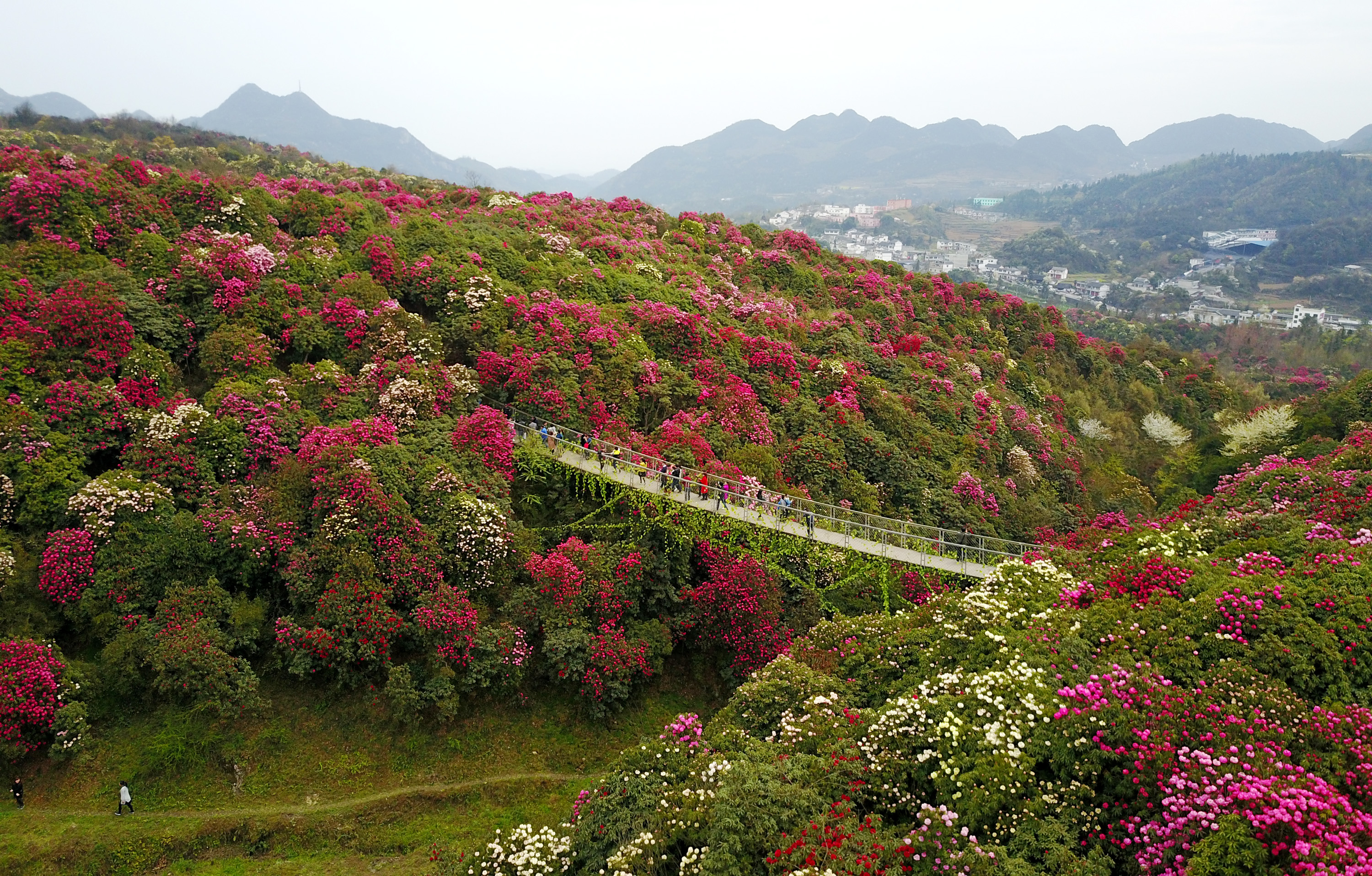 飞阅百里杜鹃花海