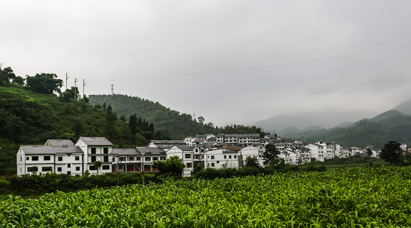 五马镇田野和民居. (陈飞摄)