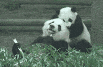 熊猫简史:从山沟里走出来的世界巨星