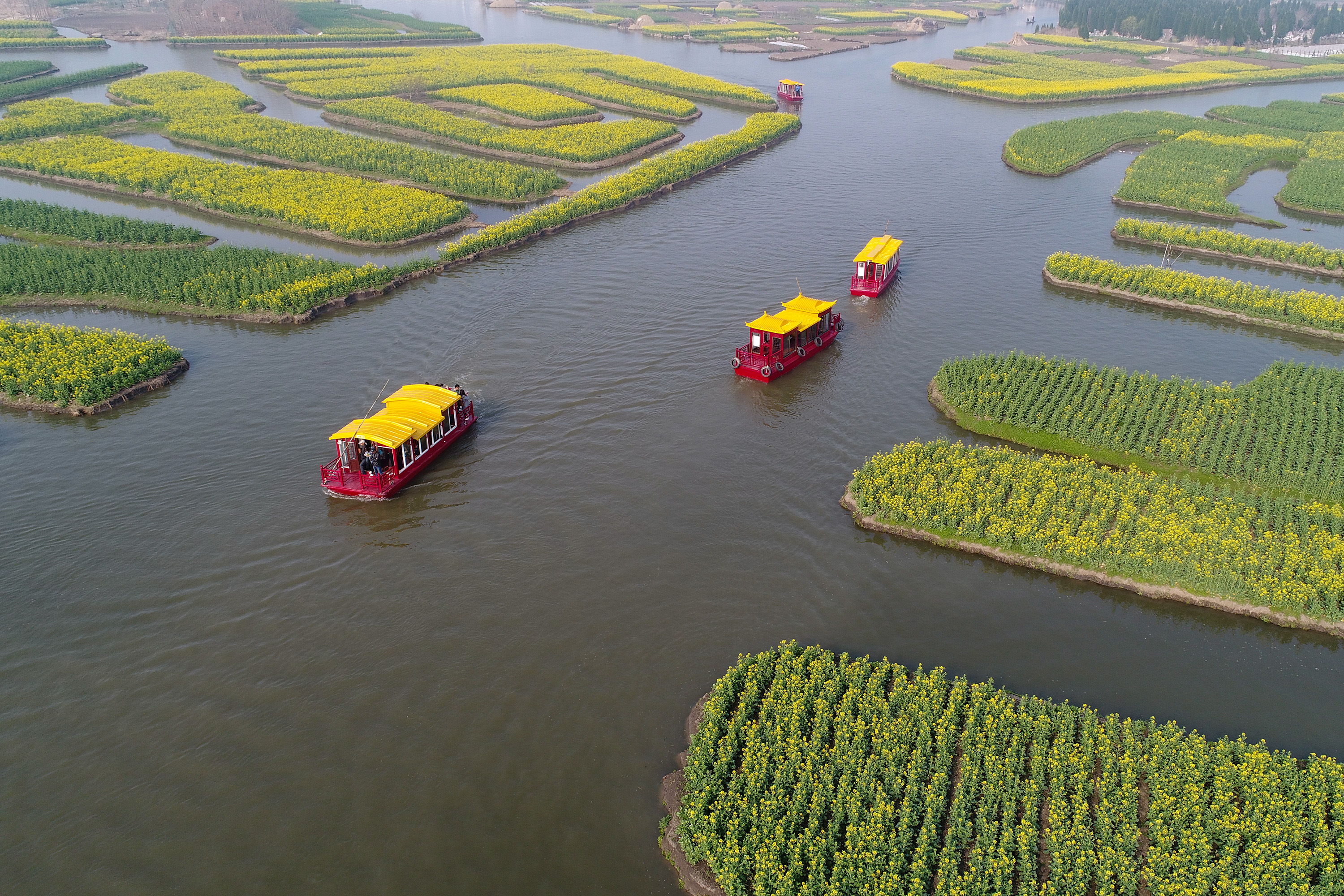 ↑3月25日,游人乘船在江苏省兴化市千垛菜花风景区游览.