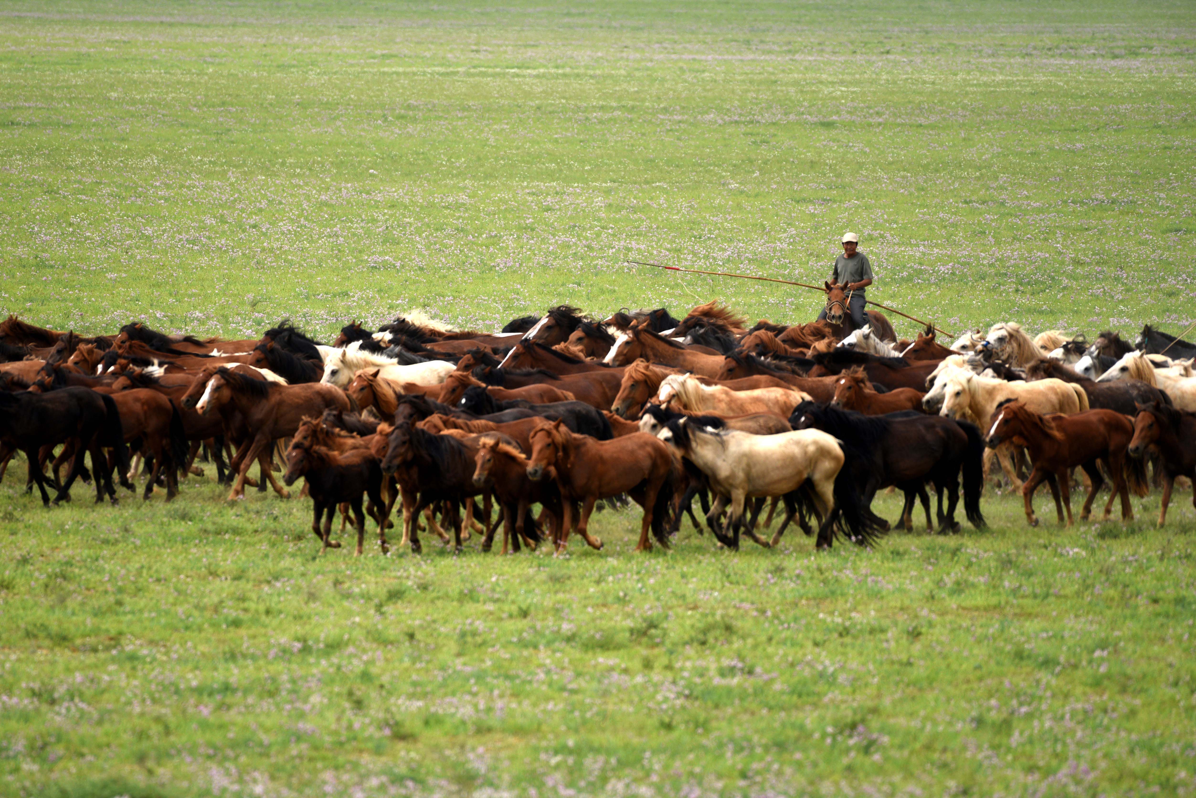 ↑8月13日,牧民在乌拉特中旗草原上放牧.