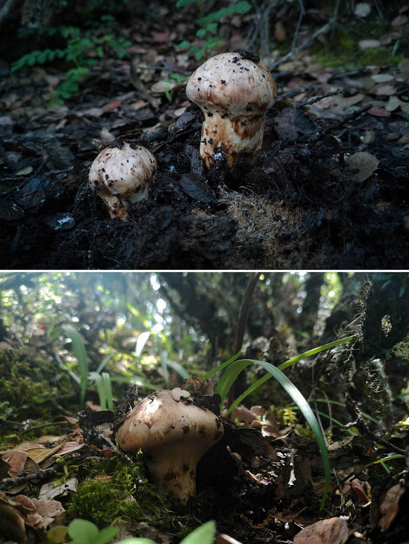 这是雅江县帕姆岭青杠树林下生长着众多菌类或者地衣(8月14日摄).