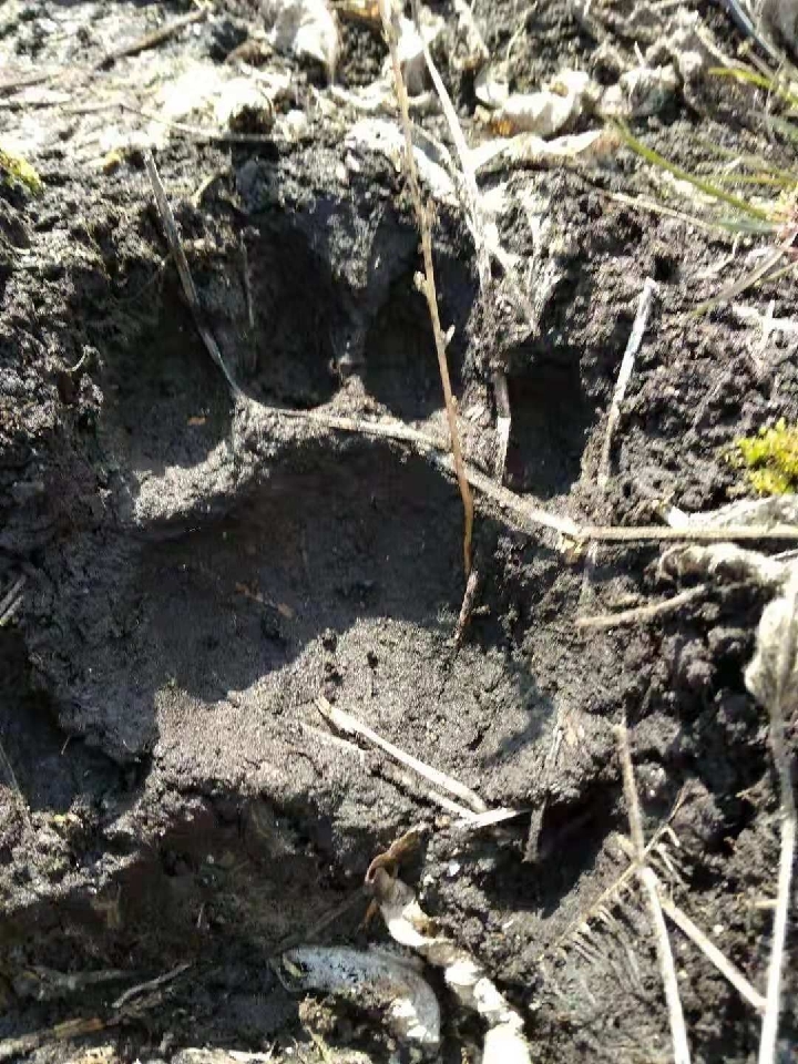 目前这只老虎身份仍然是谜,无法确认与在朗乡林业局出现的野生东北虎