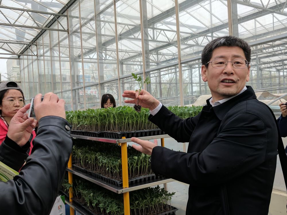中国农业科学院蔬菜与花卉研究所研究院尚庆茂研究员正在展示培育的