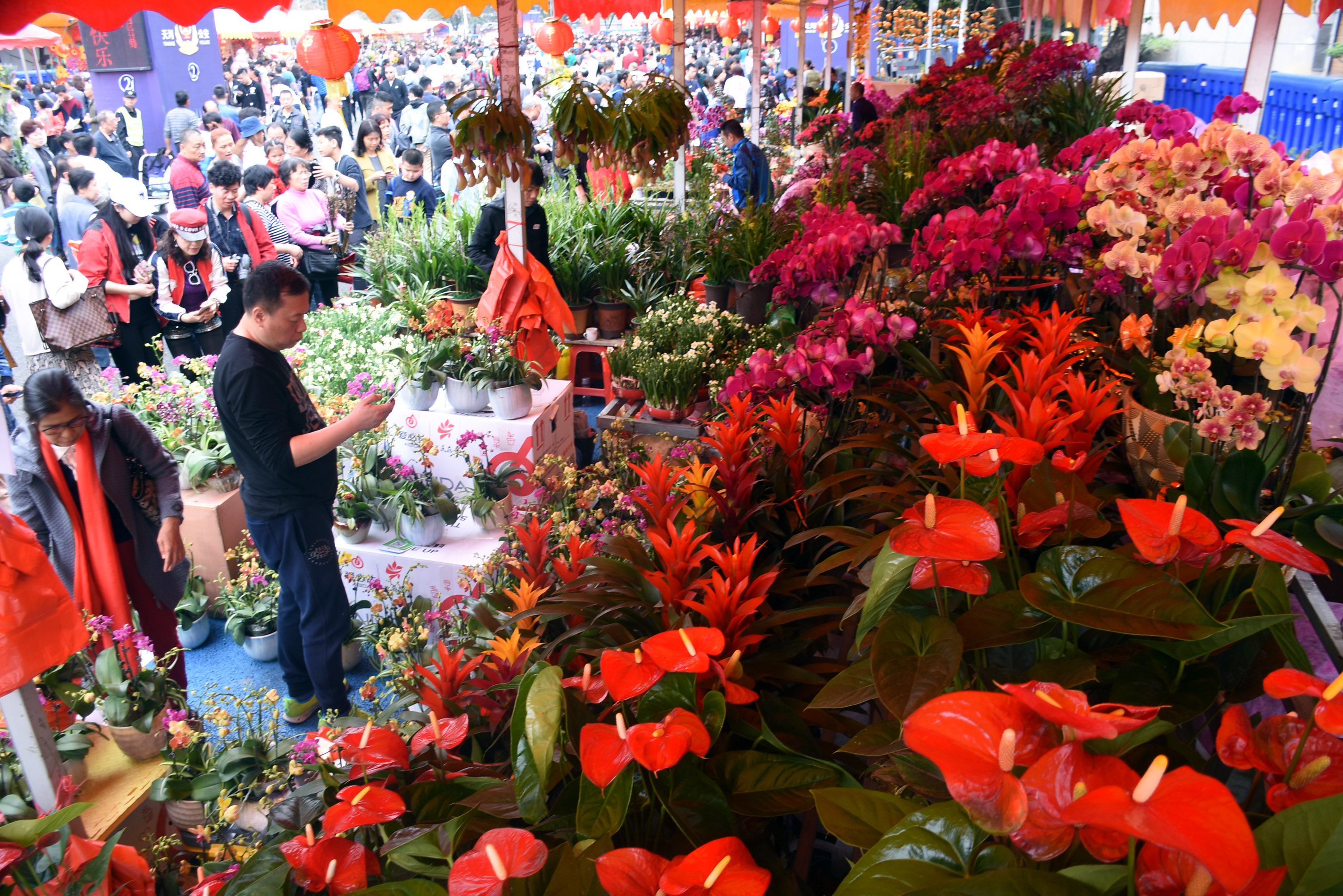 逛花市 迎新春