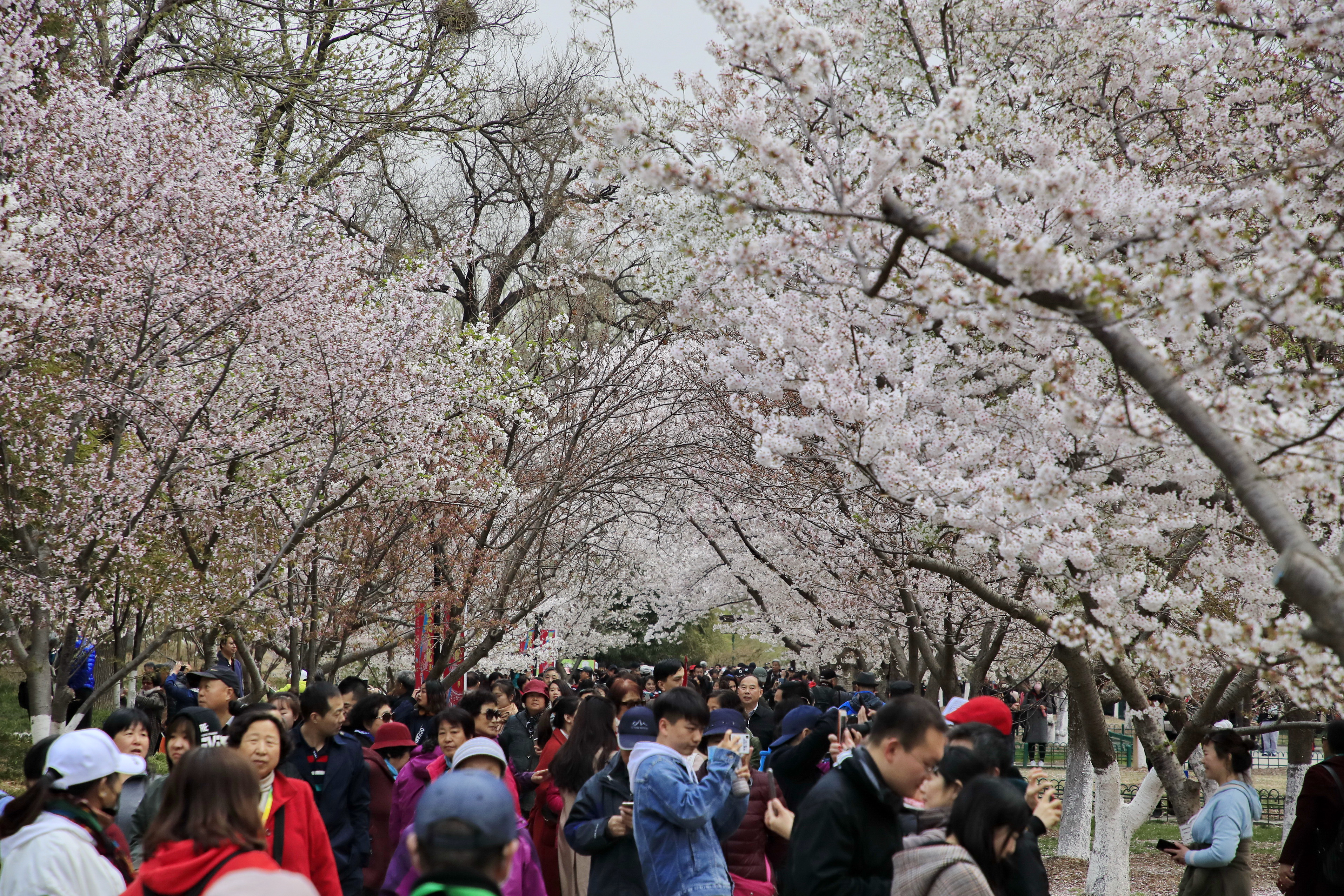 3月29日,游人在北京玉渊潭公园欣赏樱花.新华社发(刘宪国 摄)
