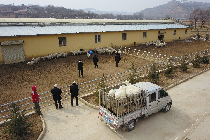 在东乡族自治县那勒寺镇,当地村民买羊发展养殖业(3月热丈 ).