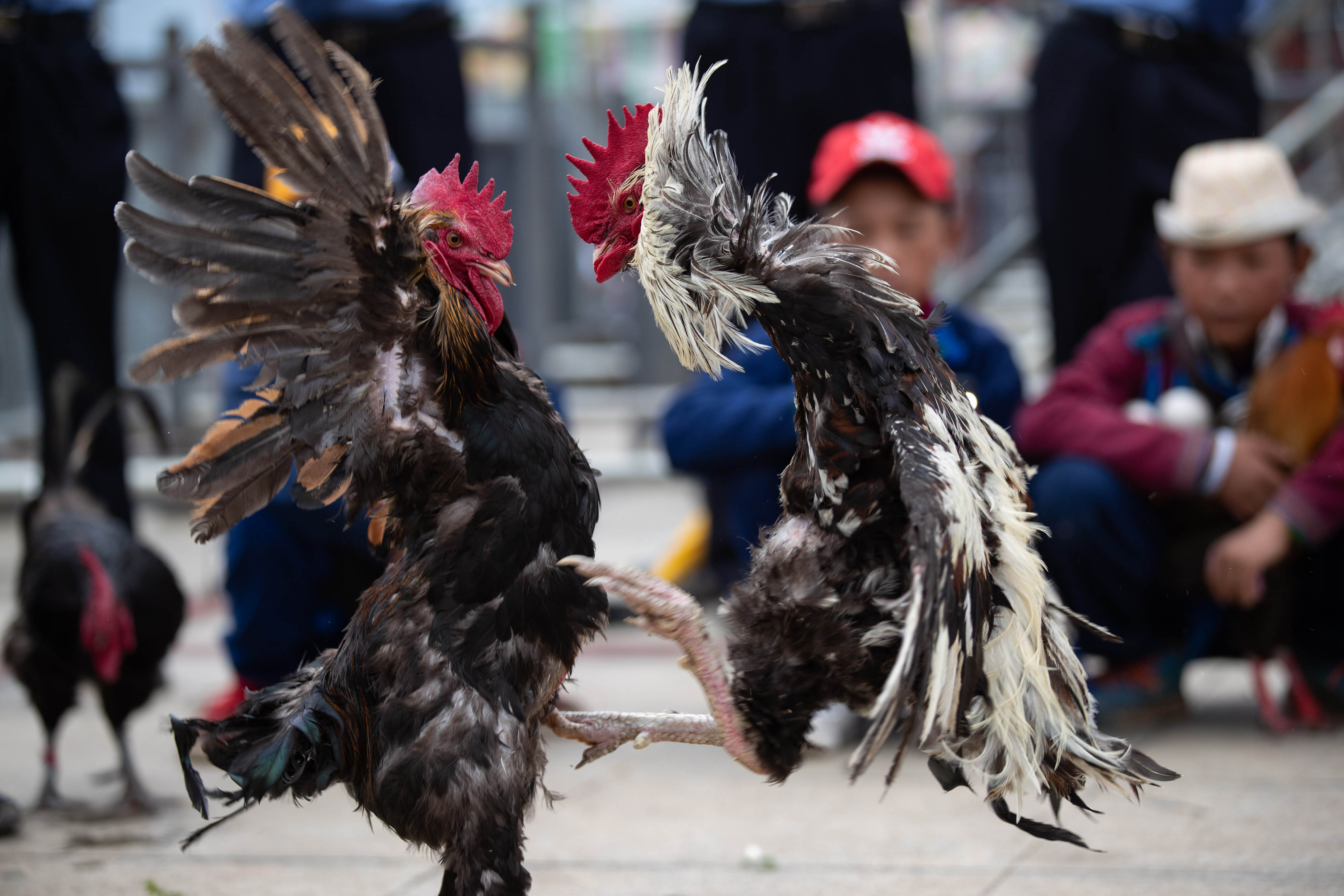 7月21日,在布拖县县城火把广场,传统民俗竞技比赛斗鸡吸引一群彝族
