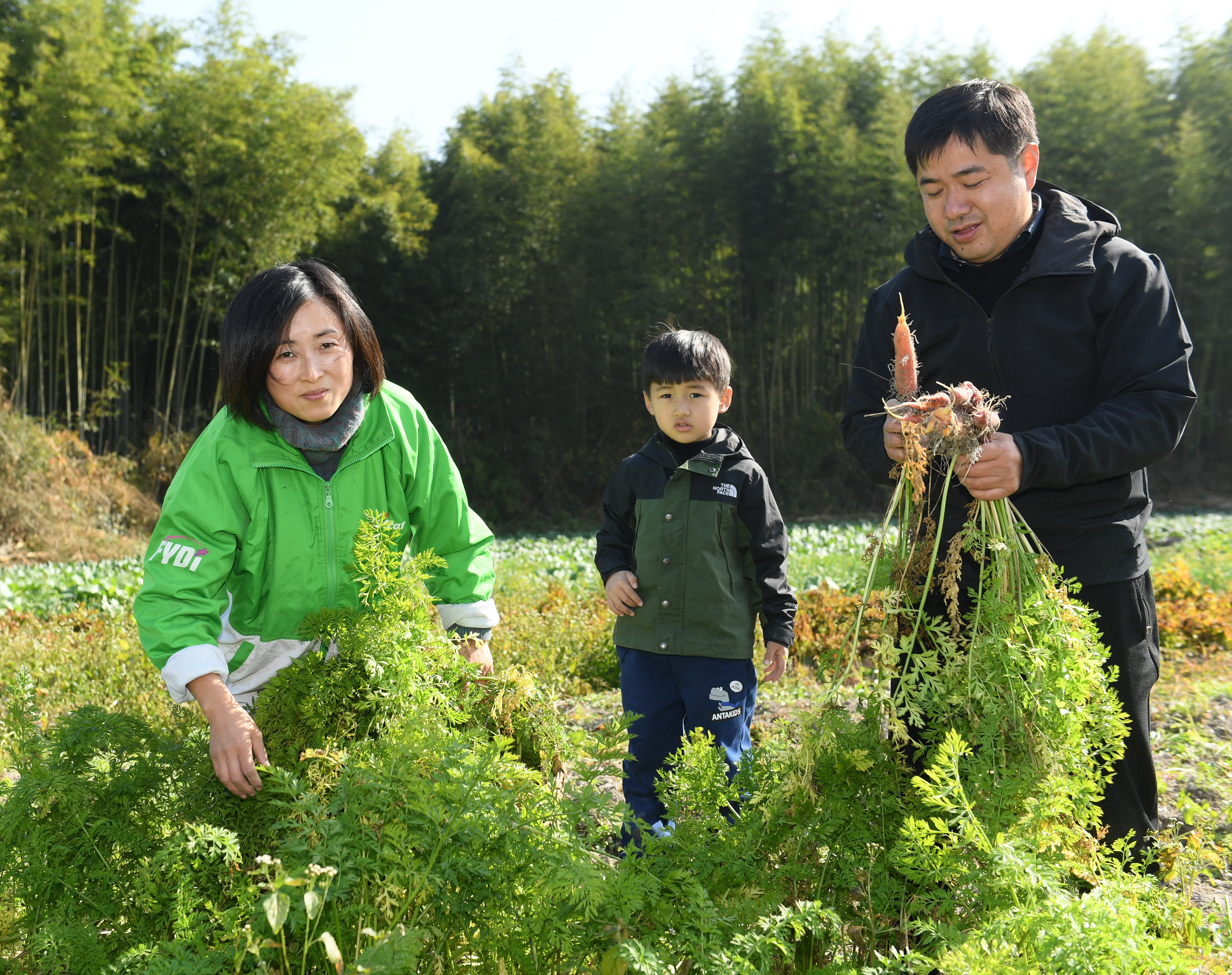 11月20日,王陆良和妻儿在农场收获胡萝卜.