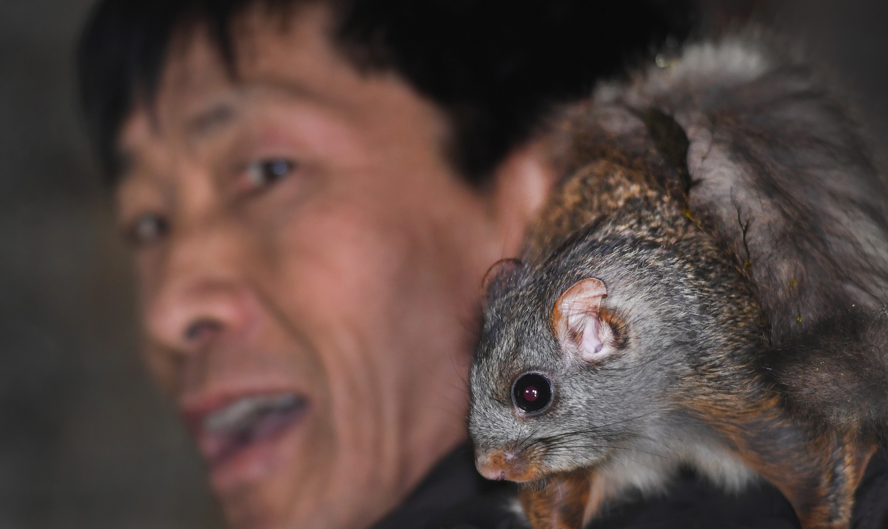 1月19日,洛南县景村镇何沟村村民张仲会与他饲养的飞鼠在一起.