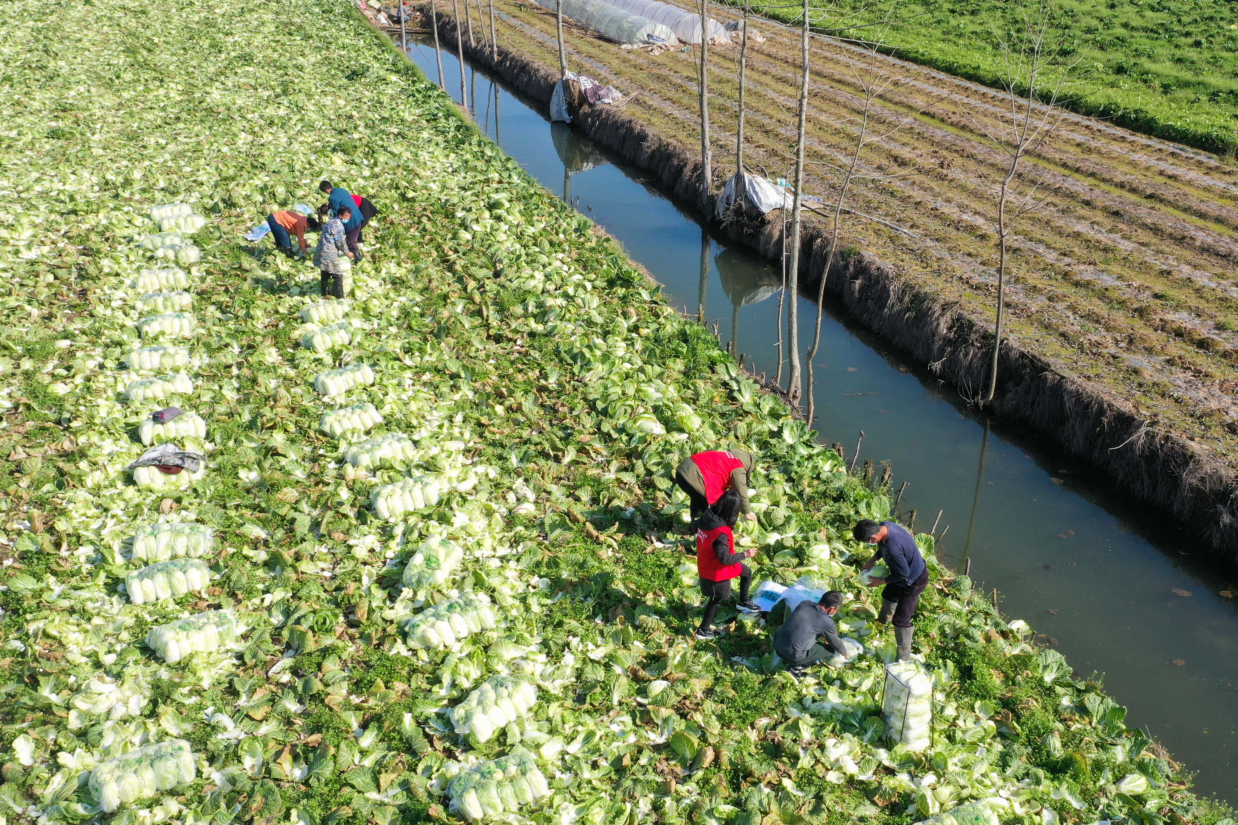 2月17日,在湖南省汉寿县蔬菜产业园,当地多个蔬菜种植专业合作社向