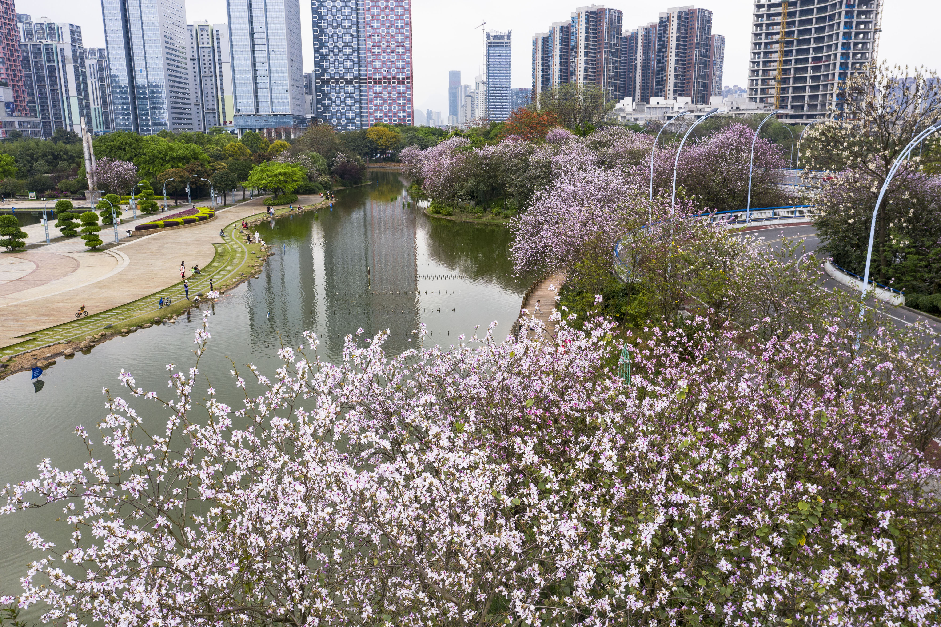 3月24日,在广西柳州市河东公园,市民在洋紫荆花下游玩.