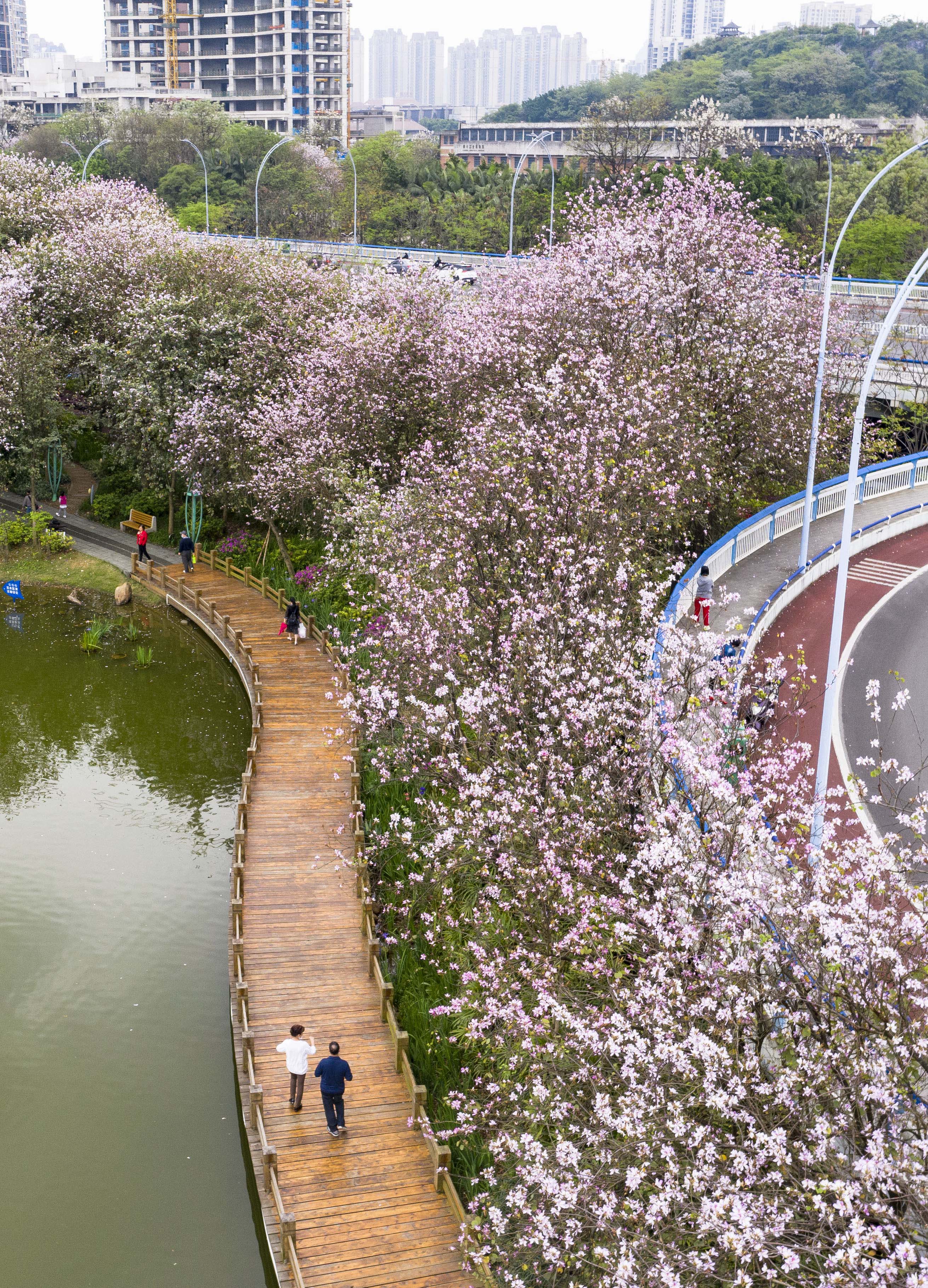 3月24日,在广西柳州市河东公园,市民在洋紫荆花下游玩.