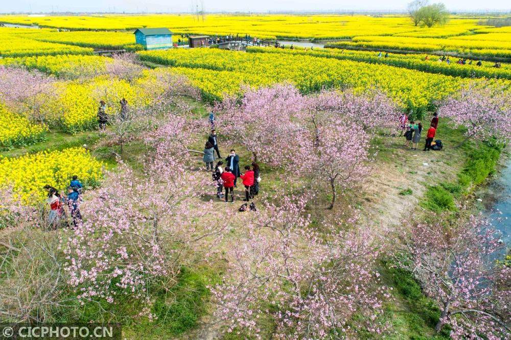 江苏泰州:千垛花海画中游