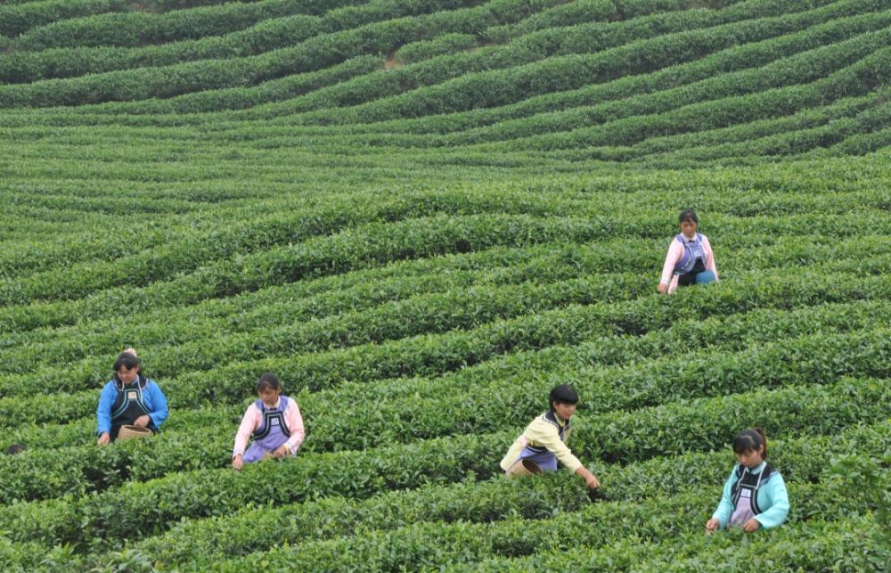 村民在采摘茶叶