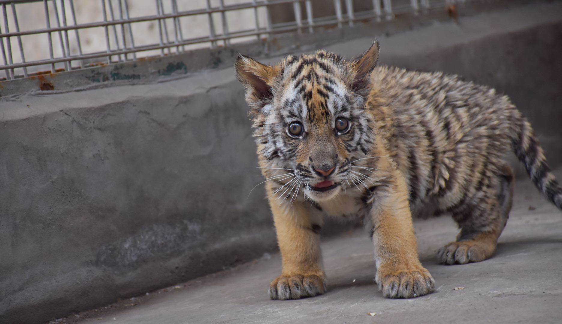 在洛阳市王城公园动物园,虎宝宝在室外活动(4月3日摄).