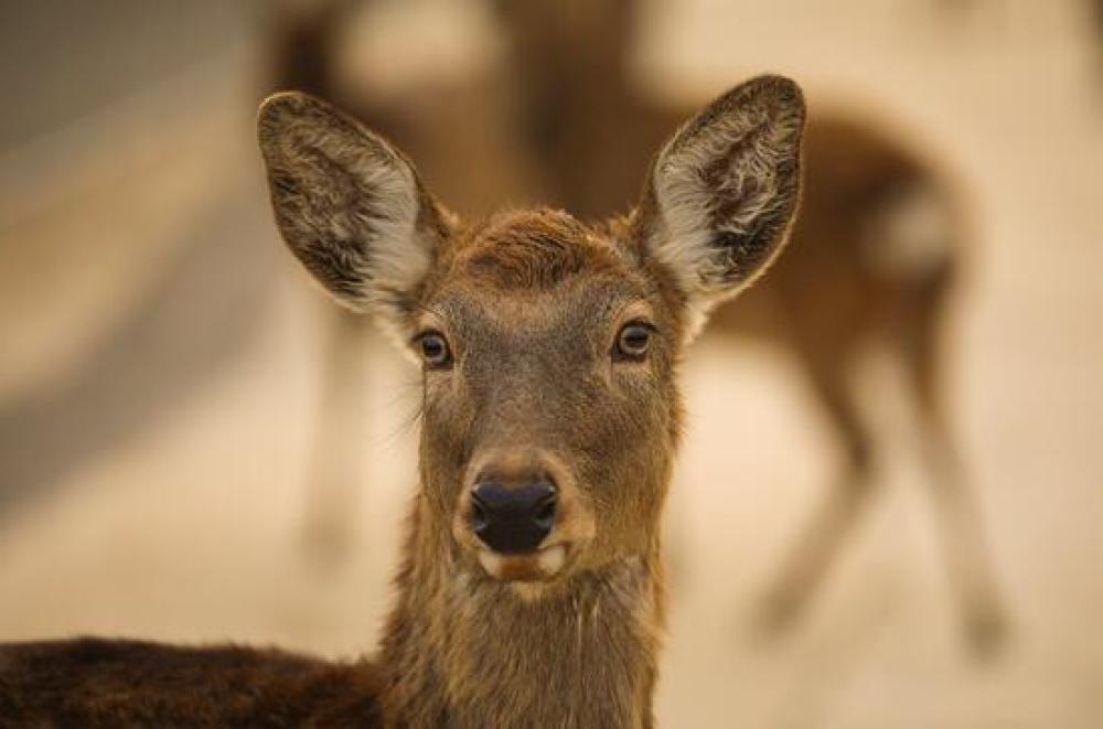 世界100余种野生动物落户南京金牛湖