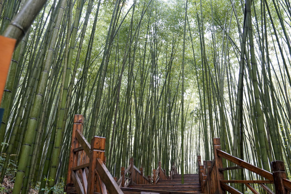 4月10日,梁平区明月山百里竹海景区内的怡人景色.