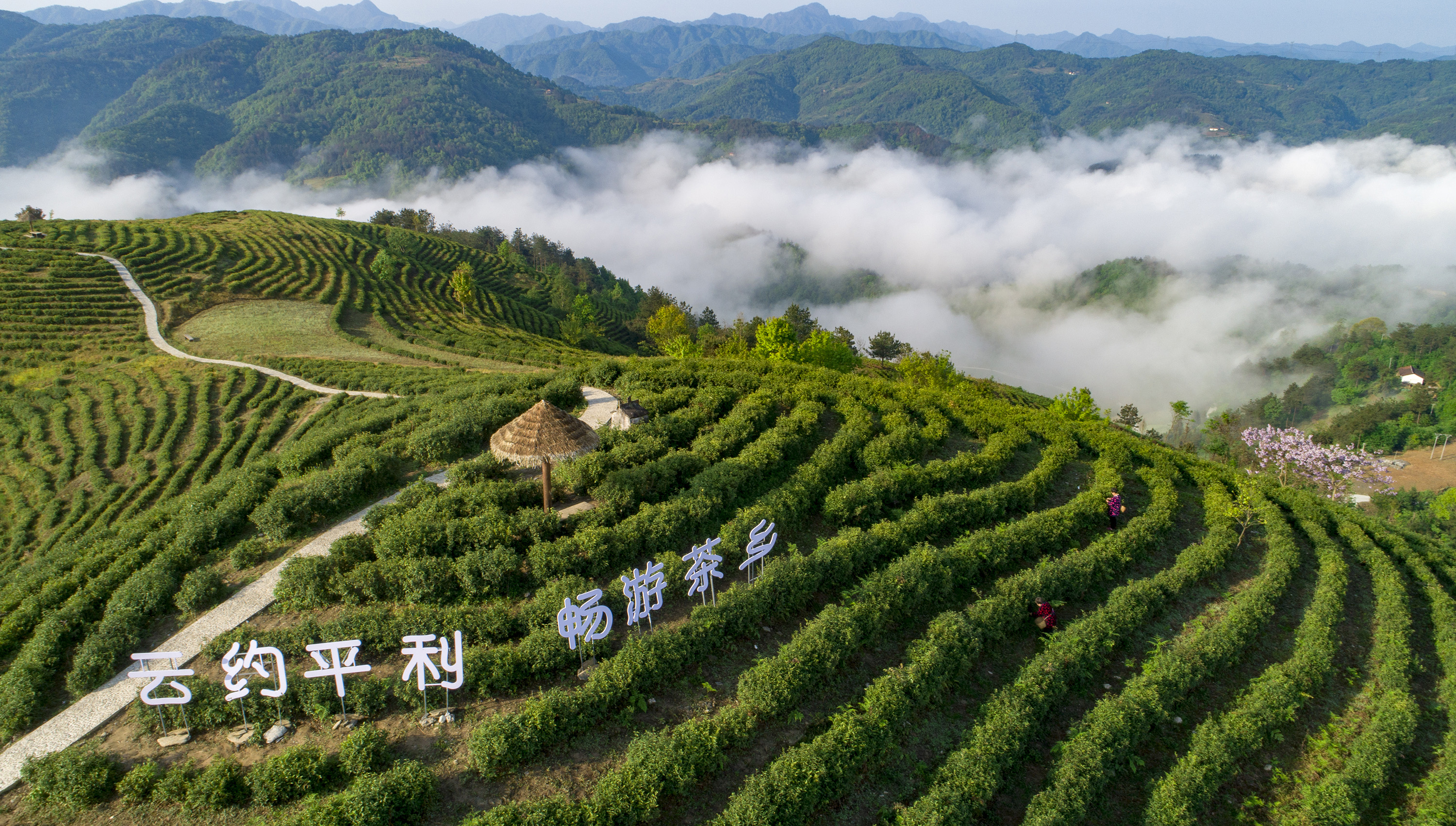 这是4月24日拍摄的平利凤凰茶山(无人机照片.