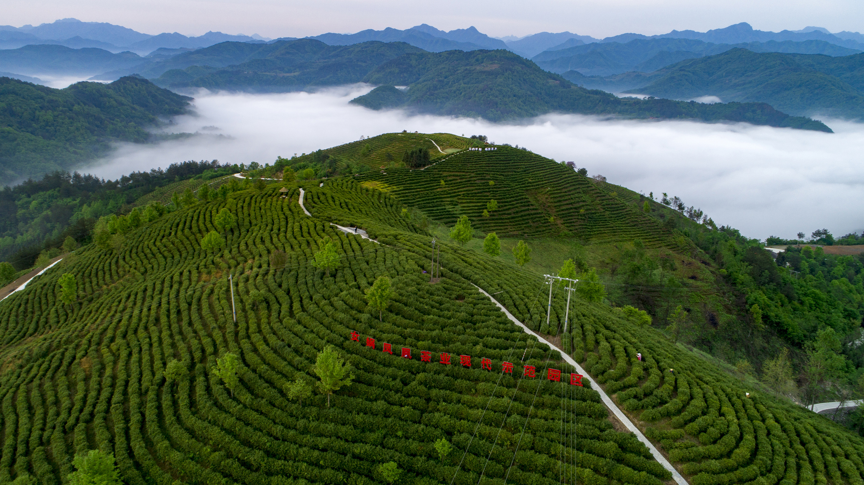 这是4月24日拍摄的平利凤凰茶山(无人机照片.新华社发(李世锋 摄)