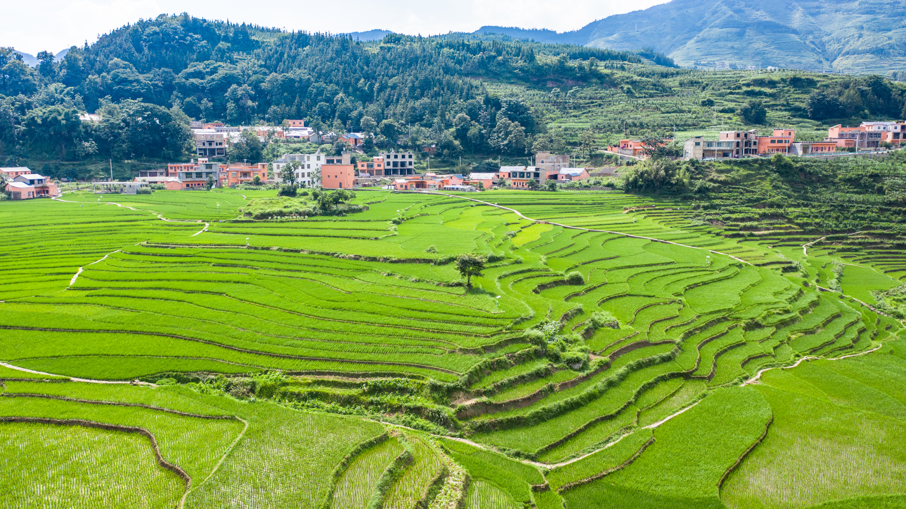 夏日时节,贵州省盘州市新民镇的梯田风景如画.