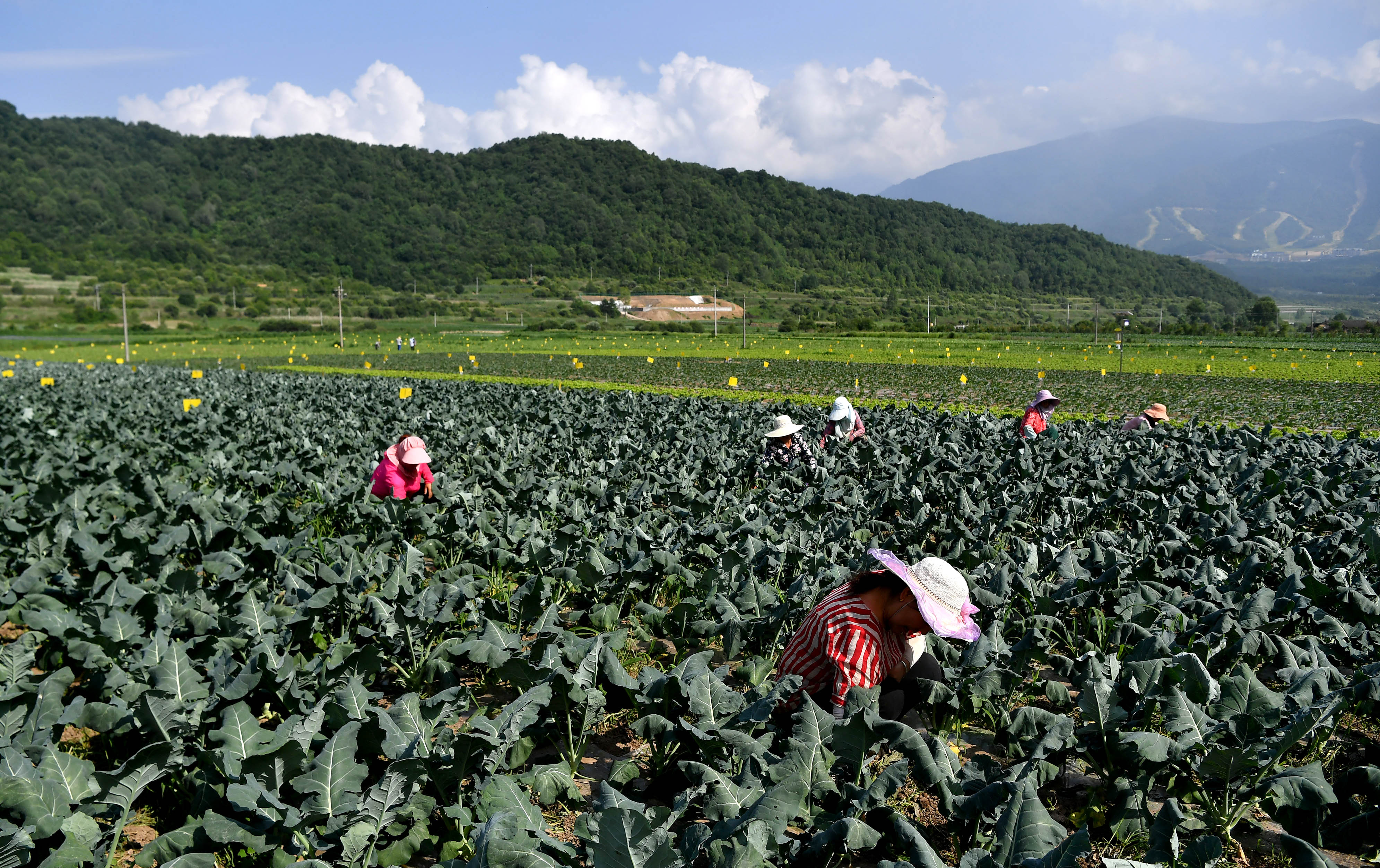 陕西太白秦岭高山蔬菜走出大山