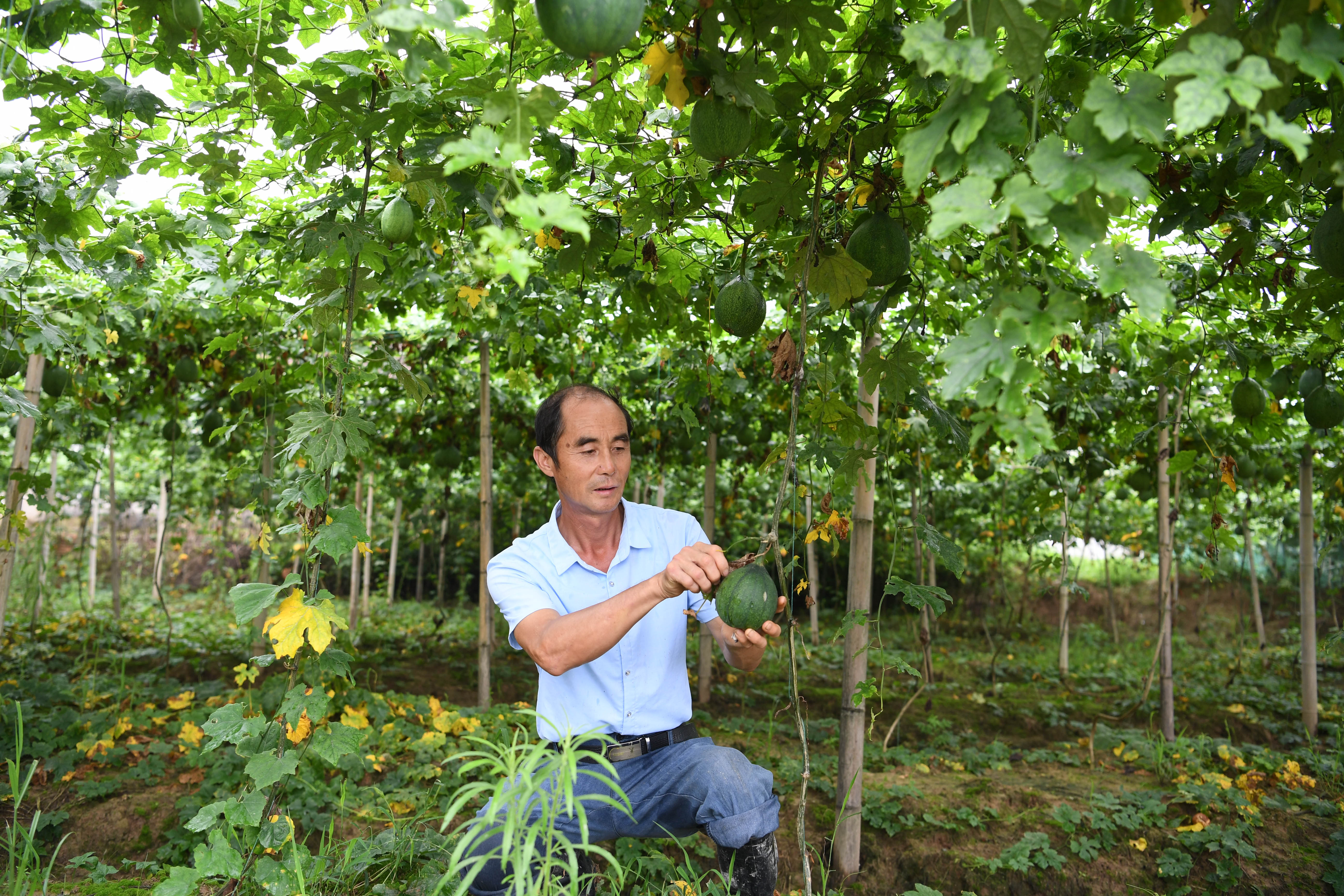 7月5日,张俊汉在瓜蒌种植园里查看瓜蒌长势.