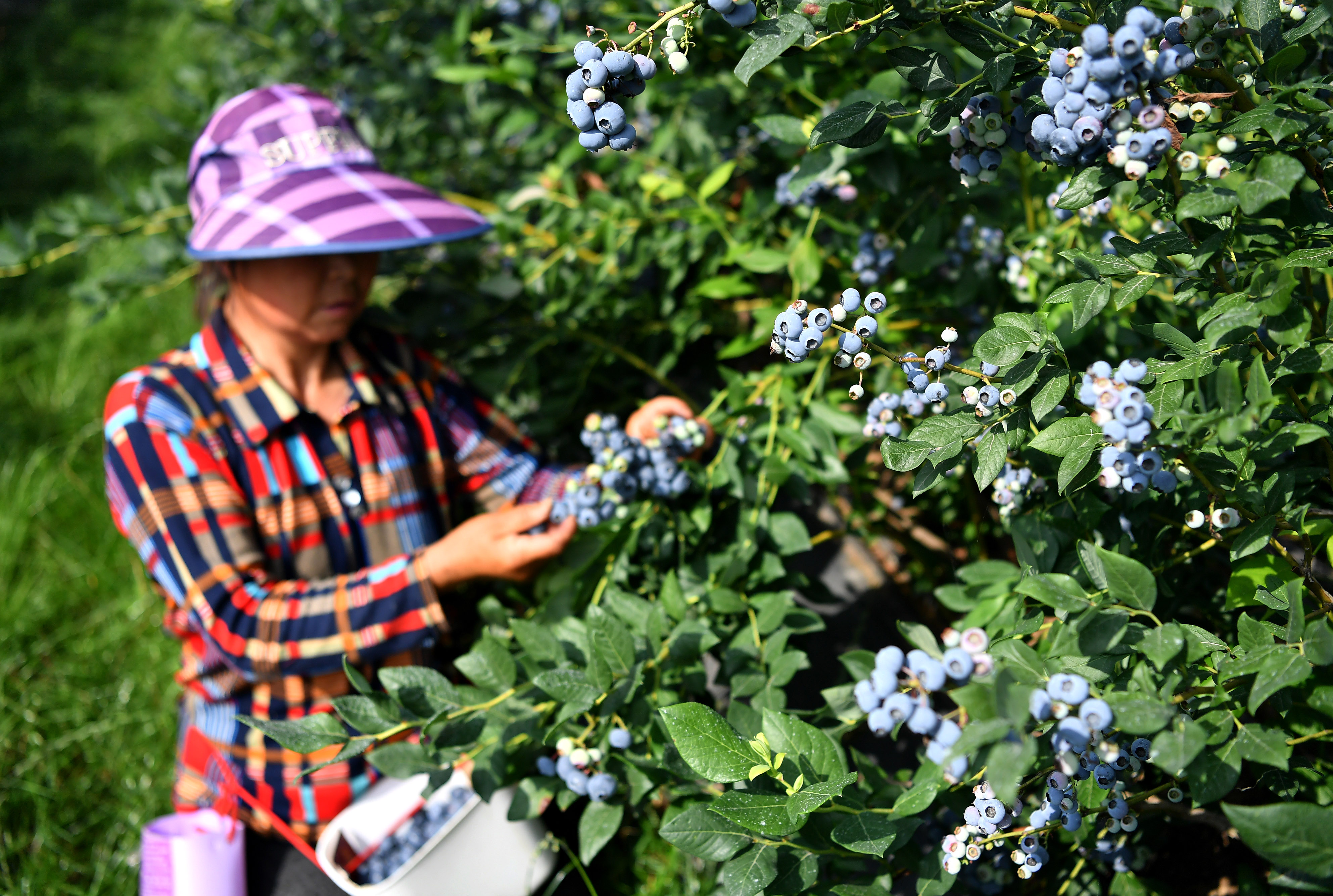 蓝莓图片_的蓝莓图片大全 - 花卉网