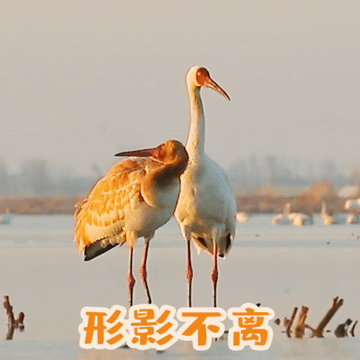 叮秀恩爱您预约的表情包安排到位了