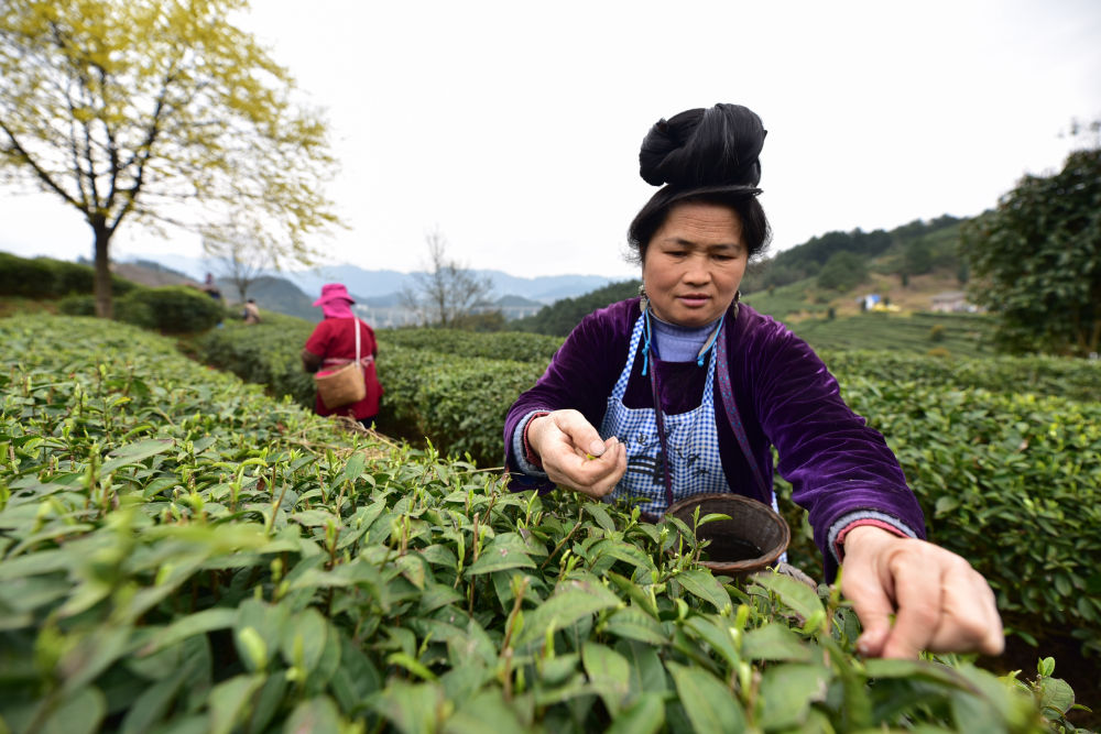 3月2日,村民在贵州省丹寨县龙泉镇马寨村茶园采摘春茶.