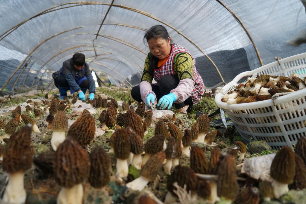 3月13日,在遵义市红花岗区海龙镇羊肚菌种植基地,农民在采收羊肚菌.