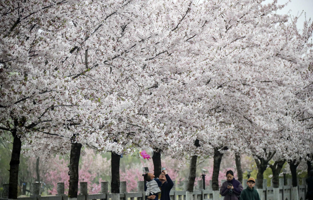 3月27日,游客在江苏淮安樱花园赏花游玩.